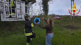 Gatto acrobata si arrampica su un albero di 10 metri, recuperato dai vigili del fuoco